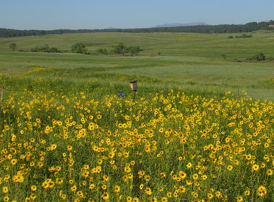 Sun Flowers, north of Black Forest.